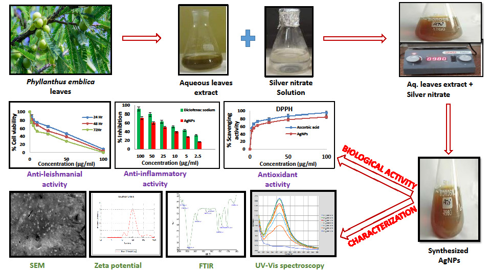 Synthesis of silver nanoparticles using Phyllanthus emblica leaf extract: Characterization, antioxidant, anti-inflammatory and antileishmanial activity against L. donovani 
